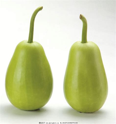瓠瓜的热量(卡路里cal),瓠瓜的功效与作用,瓠瓜的食用方法,瓠瓜的营养价值