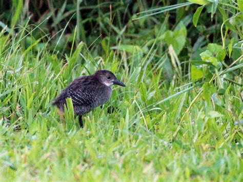 Slaty-breasted Rail - eBird