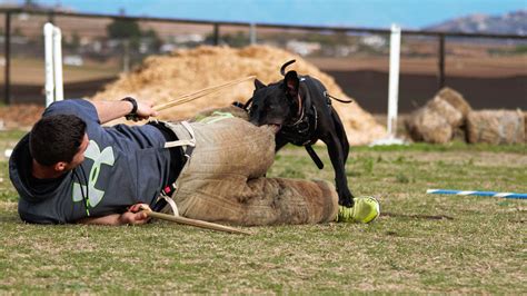 Bite-work (Protection) - Marvel K9 Dog Training Academy