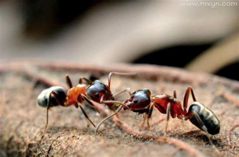 孕妇梦见蚂蚁是什么意思预兆 - 原版周公解梦大全