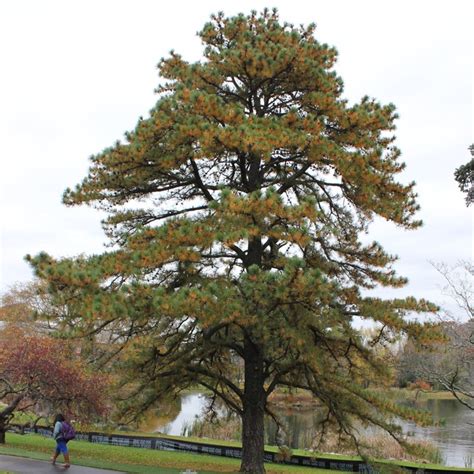 Image result for CT Pine Tree