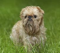 Image result for Cute Puppy Small Dog
