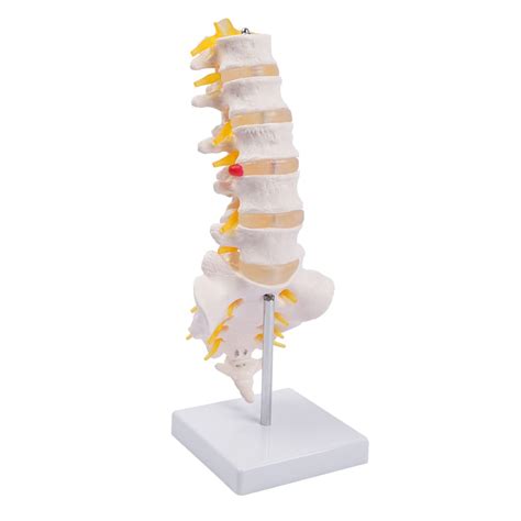 Buy breesky Lumbar Spine Model - Life Size Human Lumbar Vertebrae ...