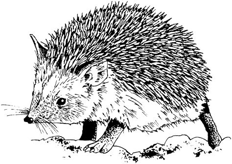 Hedgehog Coloring Pages - Best Coloring Pages For Kids