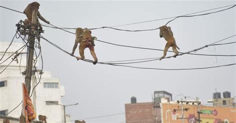 Culling cattle, dogs, monkeys is necessary to curb India’s feral animal ...