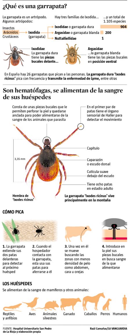 Garrapatas: la plaga silenciosa