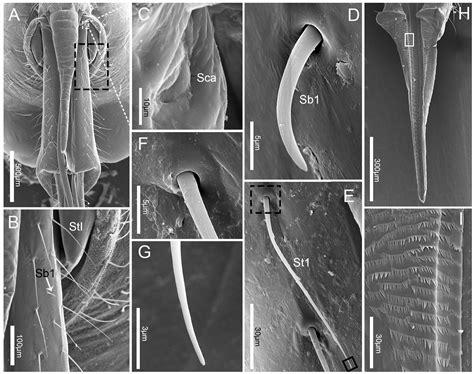 Fine Morphology of the Mouthparts in Cheilocapsus nigrescens (Hemiptera ...
