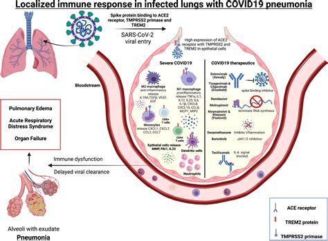 Frontiers | Frontline workers: Mediators of mucosal immunity in ...