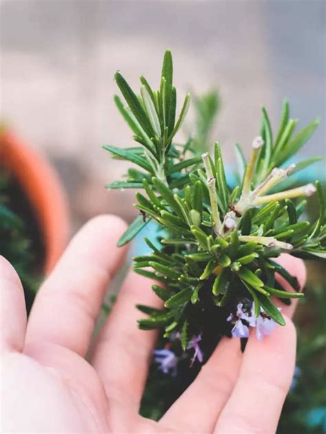Tips to create a herb garden at home | Times of India