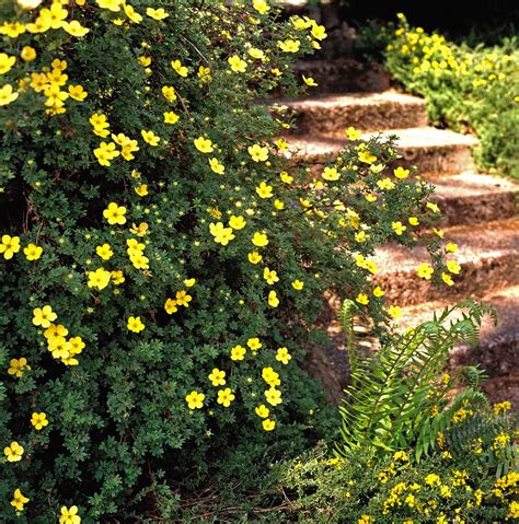 12 Summer-Flowering Shrubs That Are Super Easy to Grow | Flowering ...