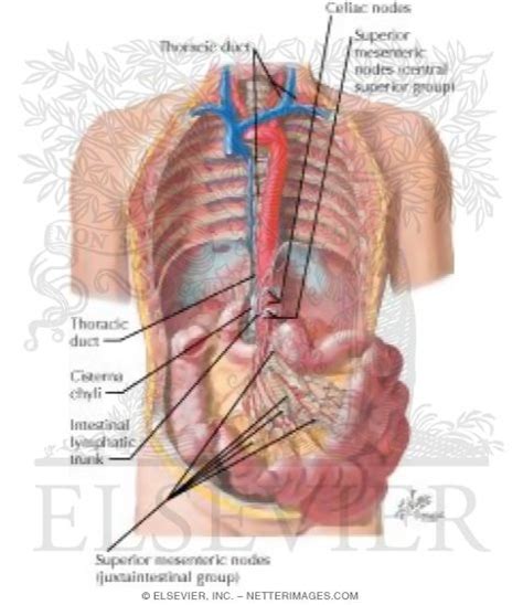 Image result for Small Intestine Lymph Nodes