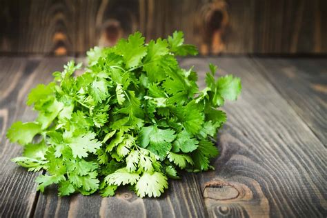 Can Dogs Eat Cilantro? How Does Coriander Affect Your Dog?