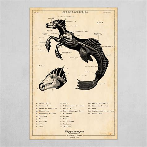 Hippocampus Mythical Seahorse