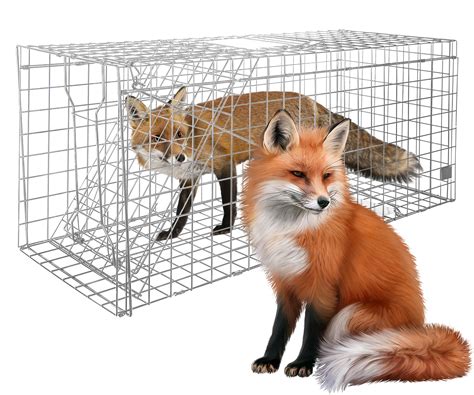 Amazon.com : Large Live Animal Trap for Fox,42.5" X15 X17 Extra Large Animal Trap, Live Animal ...