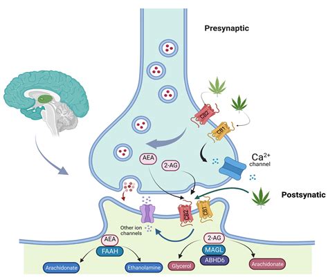 Practical Considerations for the Use of Cannabis in Cancer Pain Management—What a Medical ...
