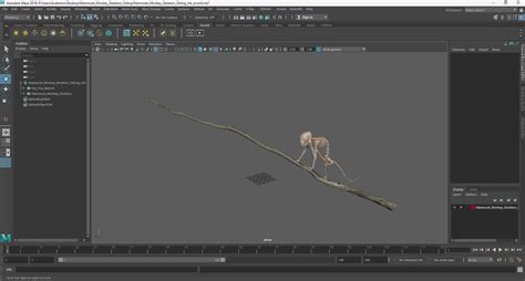 Marmoset Monkey Skeleton Sitting 3D | 3D Molier International