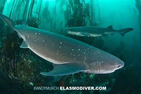Broadnose Sevengill Shark Pictures. Images of
