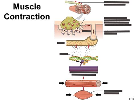 Image result for Mucscl Contraction Animation
