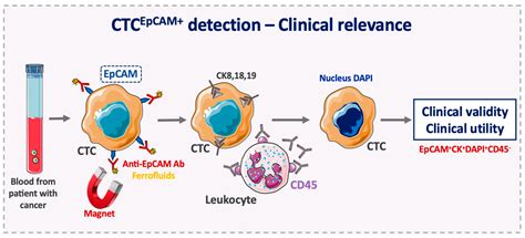 Epithelial Cell Adhesion Molecule: An Anchor to Isolate Clinically ...