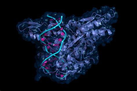 Restriction Endonucleases Market Poised to Achieve Significant Growth ...