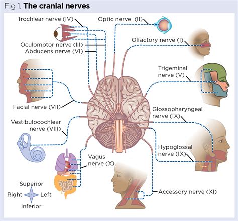 Nervous system 5: the peripheral nervous system – cranial nerves | Nursing Times