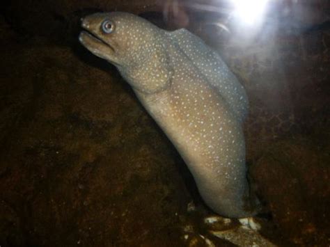 Cet-Mar Aquarium (Puerto Penasco) - 2020 What to Know Before You Go ...