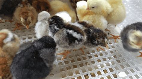 When to Remove Chicks From Brooder 的图像结果