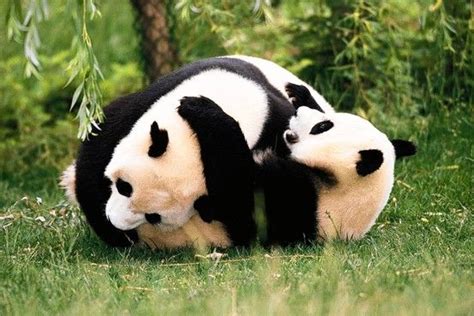 Image result for Panda Example in Python