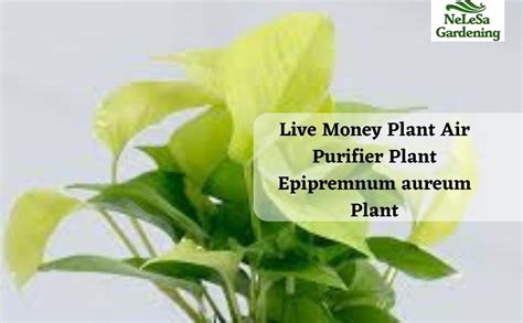 Nelesa Gardening Live Money Plant Air Purifier Plant Epipremnum aureum ...