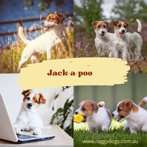Jack-A-Poo: Complete Guide to the Jack Russell Terrier Poodle Mix Breed ...