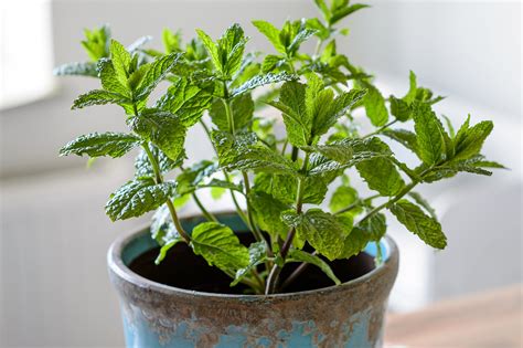 Are Peppermint Plants Bad For Dogs