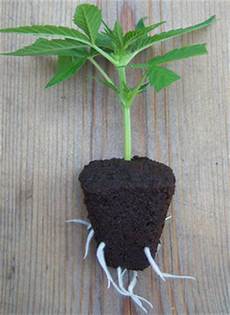 hanf stecklinge machen hanfstecklinge cannabis klone hanf stecklinge machen hanfstecklinge cannabis klone