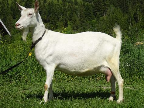 Saanen goats: history, milk production – saanen goats – PBFF