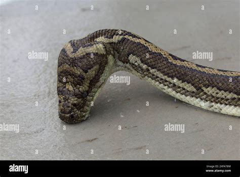 Image result for Adult Coastal Carpet Python