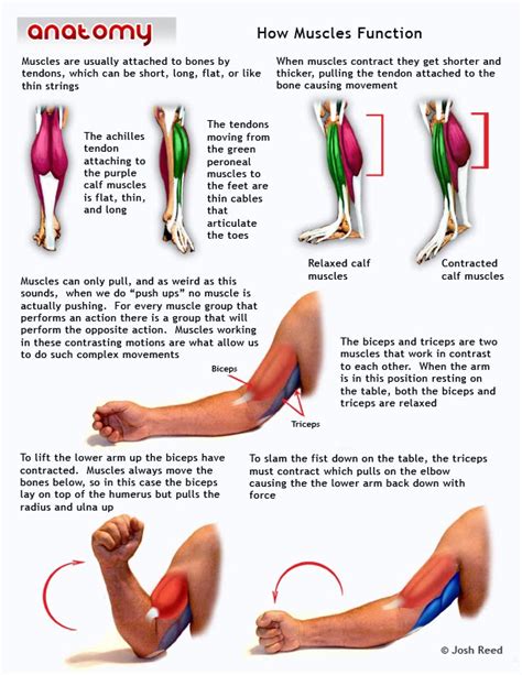 Image result for How Muscles Work Video