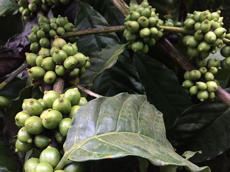 Coffee Beans Plant free image download