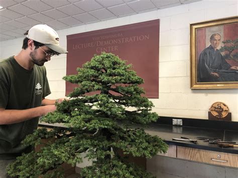 National Bonsai Foundation - Bonsai Museum Washington DC