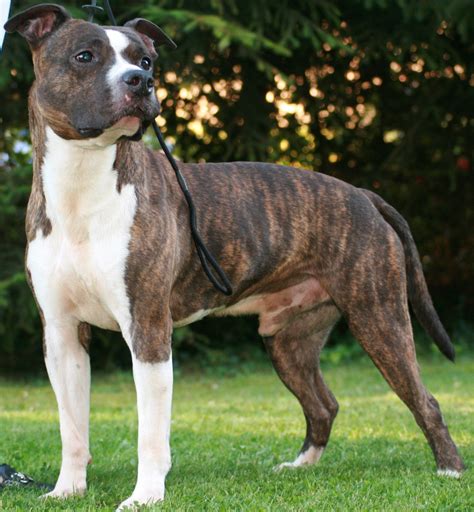 Amstaff | Beautiful dog breeds, Bully dog, Baby dogs
