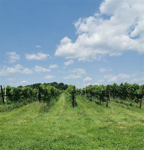 WHITECLIFF VINEYARD AT HUDSON (2026) All You Need to Know BEFORE You Go ...