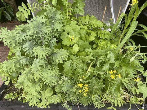 Countdown Bricks 的图像结果