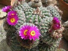 fiori di cactus itinerari di vita la passione per i fiori di cactus fiori di cactus itinerari di vita la passione per i fiori di cactus