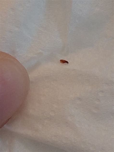 Little Bugs In Bathroom Sink – Rispa