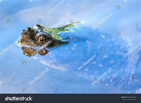 Image result for Snapping Turtle Pics