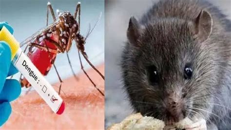 Don't do self treatment; muscle aches and back pain can be symptoms of ...