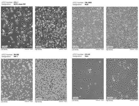Image result for Cytotoxicity Testing