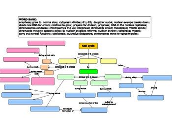 Cell Cycle Concept Map Biology 的图像结果