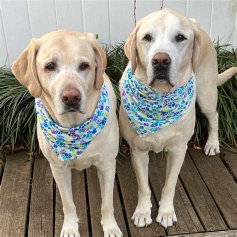 How To Identify Male And Female Labrador