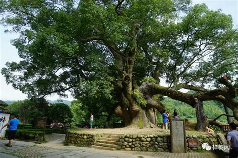 中国最大最古老的樟树 |摄影|风光摄影|不错先生 - 原创作品 - 站酷 (ZCOOL)