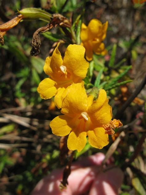 Diplacus aurantiacus (Curtis) Jeps. | Plants of the World Online | Kew Science