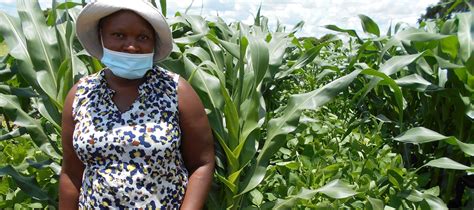 Zambia officials promote sustainable maize cropping practices for small-scale farmers – CIMMYT